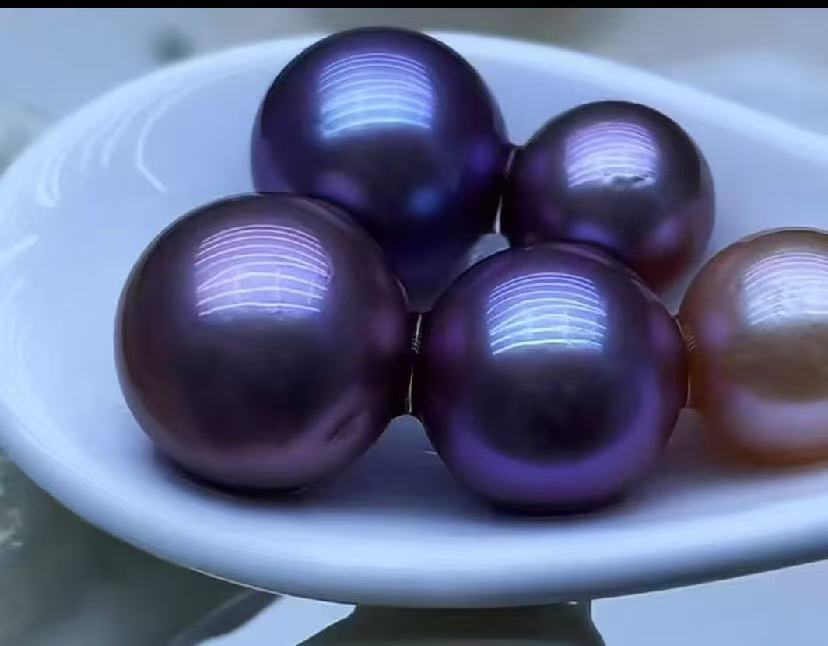 【Live-Gary】Miracle edison Clam (10-17mm)