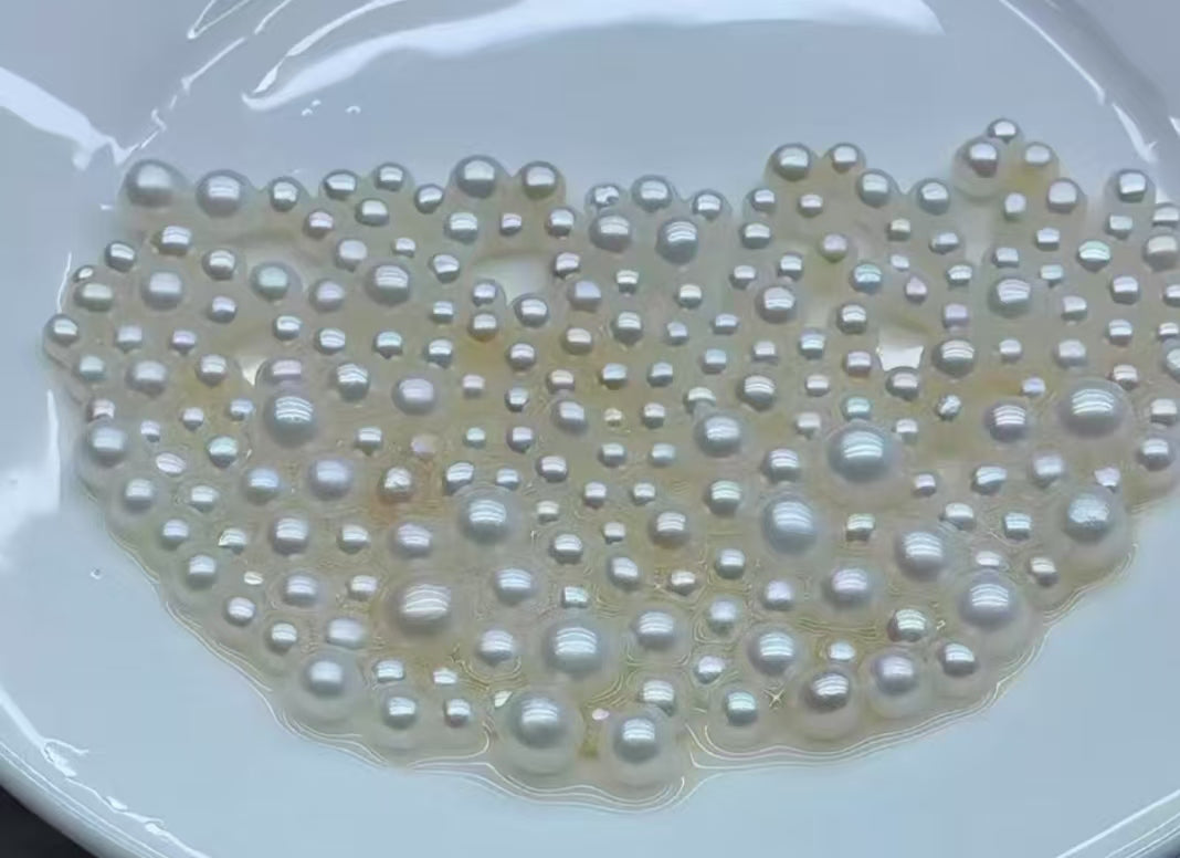【Live-Gary】snow white freshwater akoya Clam (4-6mm baby pearls)