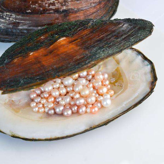【Live-Gary】Normal clam (each has 20-35 normal pearls)